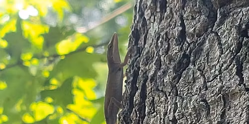 Slovak Sunday Session