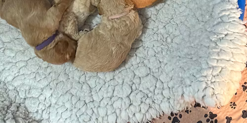 Brew with HQ - Sunday 