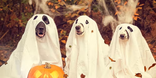 Halloween CPE trial - Peoria IL