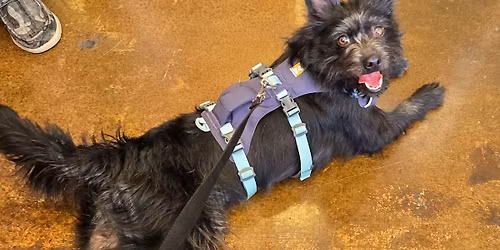 Adoption Event at Issaquah Salmon Days Inside Pickles Playland!