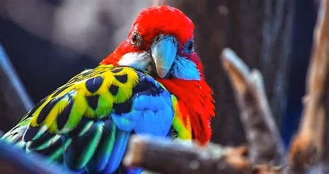 Brazil: The Pantanal, Amazon, and Atlantic Forest In Person and on Zoom