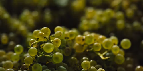 Bli kjent med chardonnay!