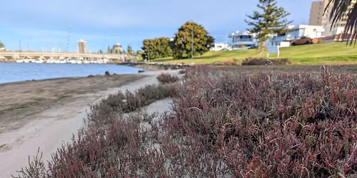 Save our Saltmarsh working bee - Patawalonga SA
