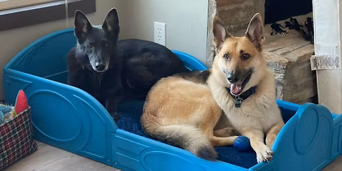 The K9 Experience (K9X) Grand Opening and Adoption Event!