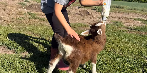 Baby animal day 