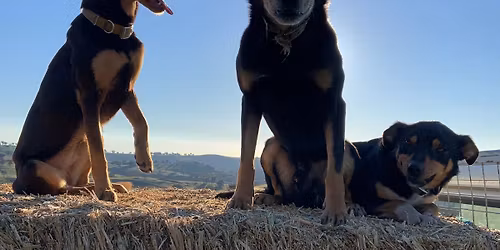 Gary White Working Dog School