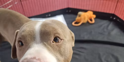 Story Time with a Shelter Dog