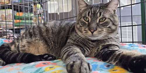 Adoption Event - White Marsh