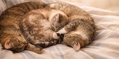 Temps C\u00e2lin Toulouse \ud83d\ude38\u2728