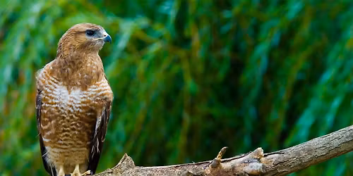 Hej, hej, hej, hej soko\u0142y omijajcie g\u00f3ry lasy pola do\u0142y!