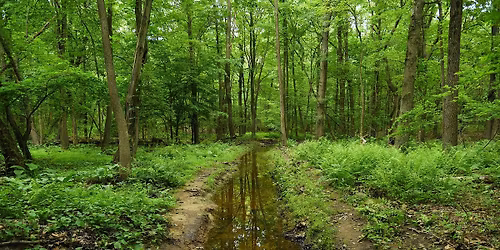 Sandy Brook Walking Tour