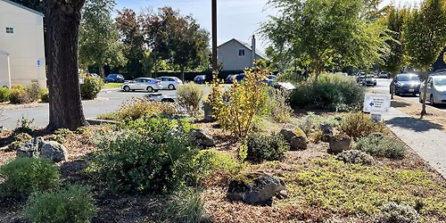 Plan and Create a Native, Low-Water, Pollinator or Succulent Garden