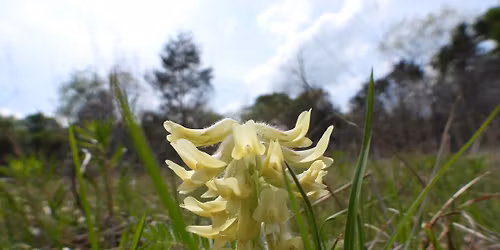 48th Elsie Day Evening Talk: The Archaeology of Cedar Glades and Limestone Landscapes
