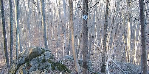 Tree Identification Walk