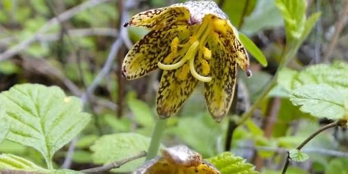  Native Plant Hike with WA Native Plant Society