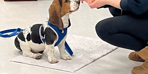 Refined Puppy Social Skills