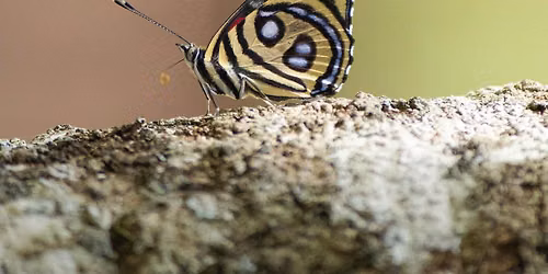 Of birds, bears and butterflies | A choral celebration of creation.