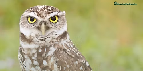 Aviary & Owl Exhibit