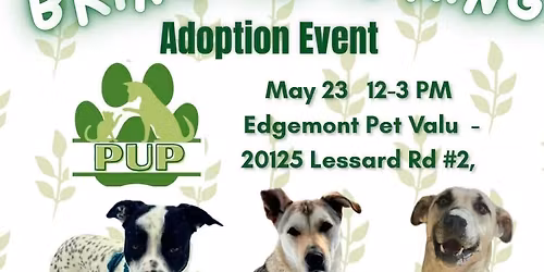 Bring on Spring Adoption Event