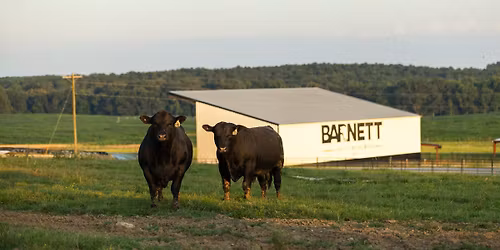 Barnett Angus Ranches 6th Annual Production Sale