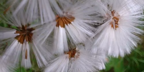 Somatic Basics Training 2026