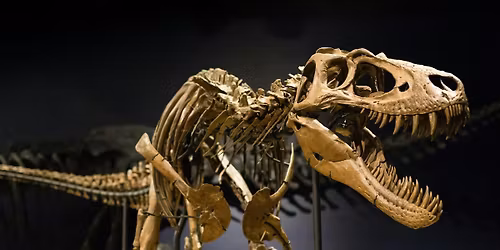 Accessible Adventures: Dive into DInosaurs