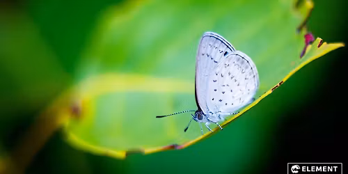Element Social Photography Club Meetup - Mt Tamborine 