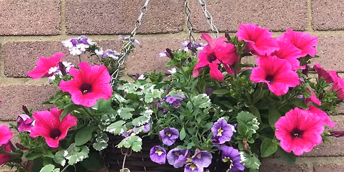 Opening Day: PLANT SALE