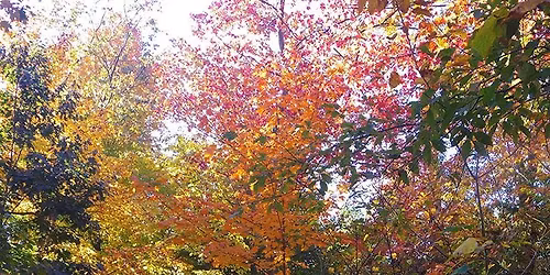 Autumn Contemplative Garden Walk