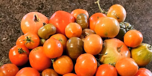 Tomato Growing Basics