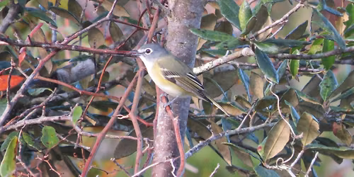 Birding Trip to Big Pine WEA