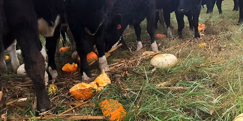 Feed Pumpkins to the Cows