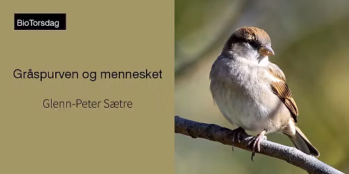 Gr\u00e5spurven og mennesket