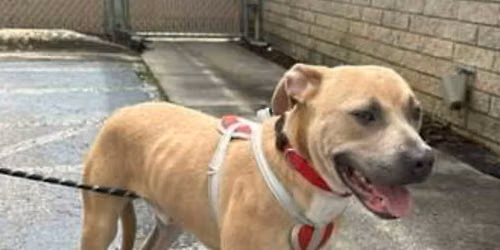 PetSmart Greenville Gives Back 
