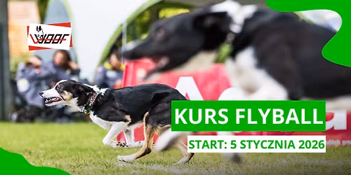 KURS FLYBALL - Trenuj razem z klubem WOOF!