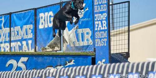 DockDogs\u00ae at the Winnipawsaukee Diving into Fall Festival | Wild Card!