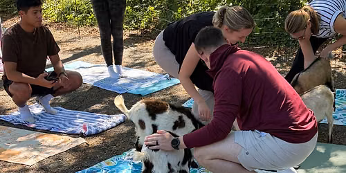 Goat Yoga At 3rd Planet Brewing