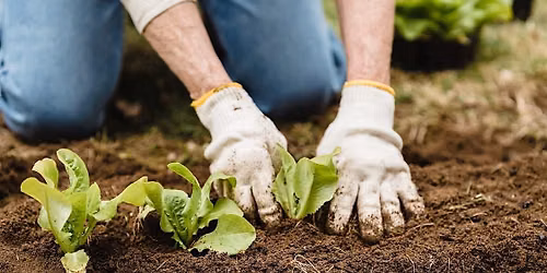 Planting Greens for Fall Harvest with Portland Edible Gardens at Stark