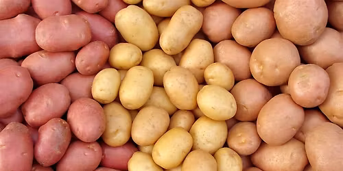 All About Potatoes Spudtacular