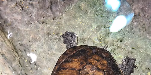 World Turtle Day