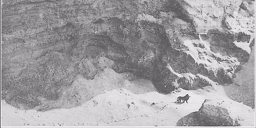 Royal March of the Lion - Essi Kausalainen + Every House