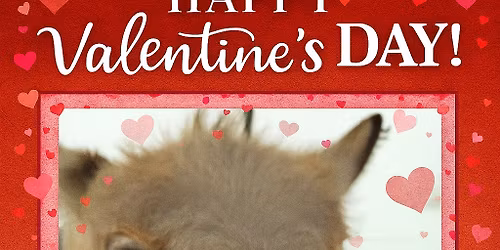 Valentine\u2019s Day On The Farm! \ud83e\udd70\ud83e\ude77\u2764\ufe0f