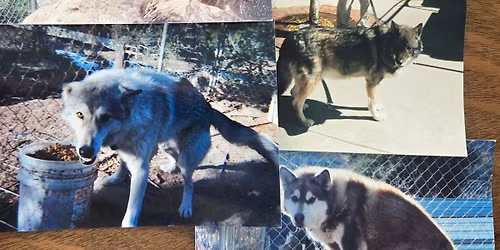 Wolfwood Refuge at 5 Branches Camper Park