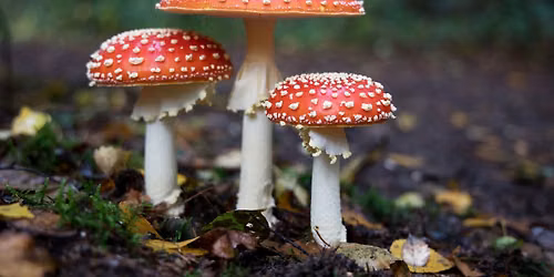 "Fantastic Fungi: Movers and Shapers of Forest Ecosystems": In-Person Badger Talk in Green Bay, WI