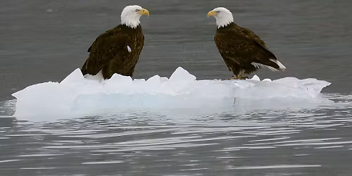 Eagle Saturdays: January 10th