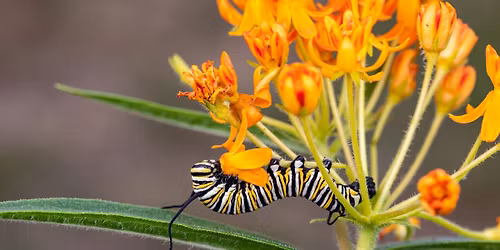 Spring PTA Plant Sale (Supporting Public Schools)
