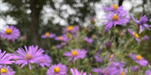 Pollinator Gardening