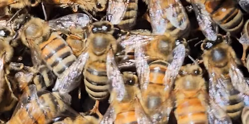 Beginner Beekeeping Class 