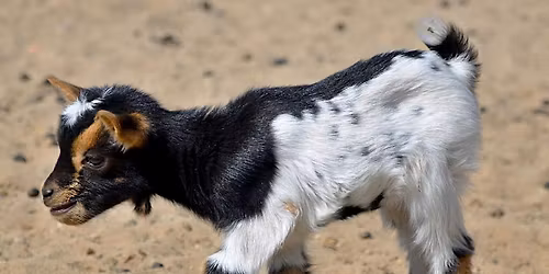 Baby Goat Snuggles