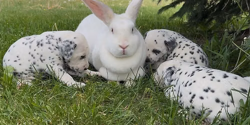 Pop-Up Puppy Yoga with Dalmatians and Bunnies from Cookies and Cream Dalmatians